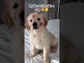 The purest kind of friendship ❤️ #DogLovers #Detunze