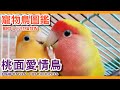 鸚鵡養一隻好還是養兩隻好？愛情鳥的個性真的像極了愛情！love bird illustrated book【鸚鵡小木屋】【寵物鳥圖鑑ep10】