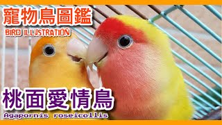 鸚鵡養一隻好還是養兩隻好？愛情鳥的個性真的像極了愛情！love bird illustrated book【鸚鵡小木屋】【寵物鳥圖鑑ep10】