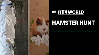 Rush to save Hong Kong’s hamsters after COVID-19 outbreak | The World