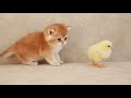 Магия котят ✨ Ты не готов?