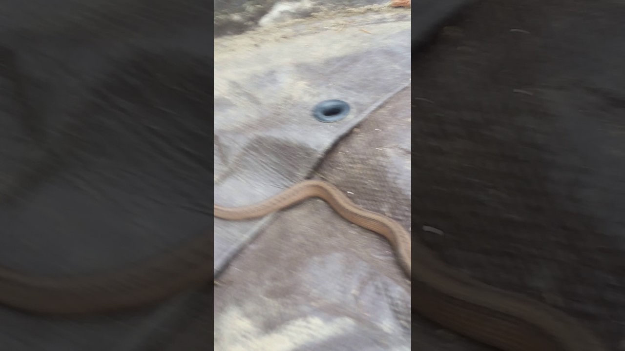 taper Snake farm