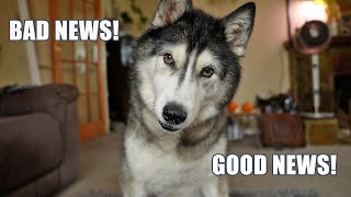 Giving My Husky Good & BAD News! No Heating!