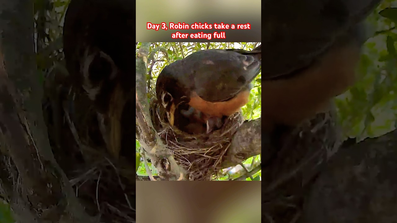 Day 3, Robin chicks take a rest after eating full 