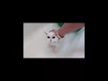 How to take a bath your cat/kitten #cats #catlovers #petlovers #teamsallam