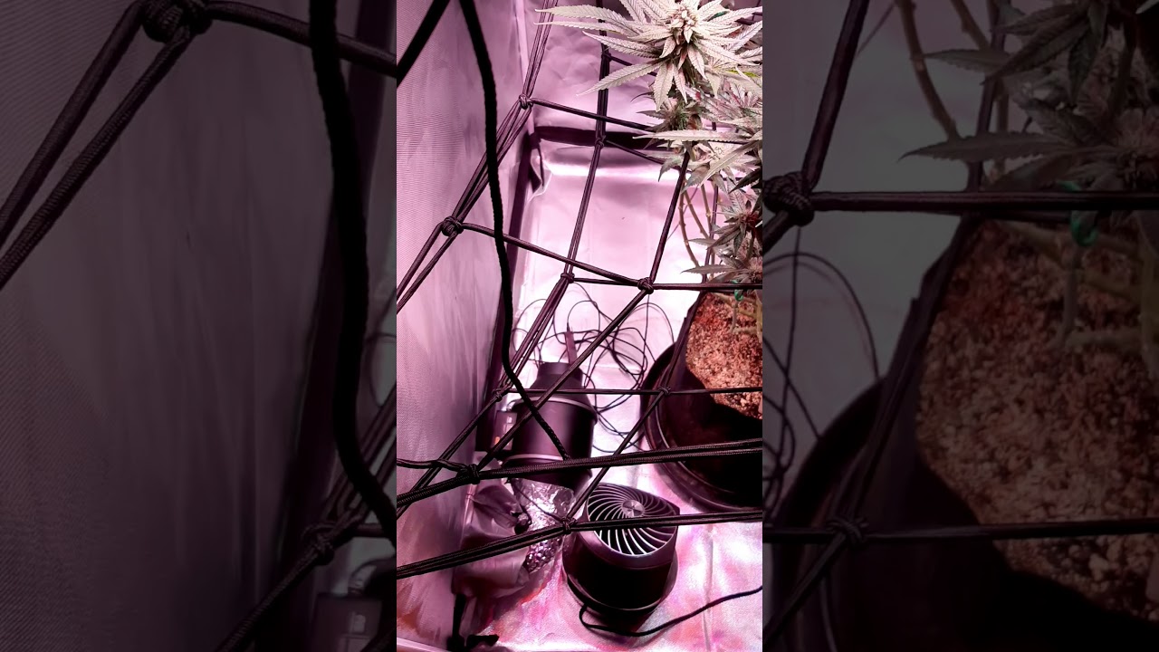 cannabis grow. white russian cross purple kush