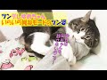 いらいら拗ねモードなツンデレ猫 【保護猫 野良猫 成長】