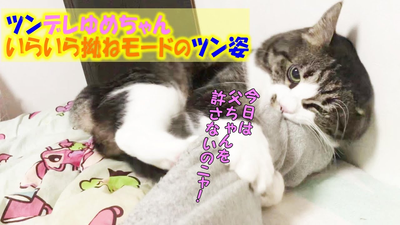 いらいら拗ねモードなツンデレ猫 【保護猫 野良猫 成長】
