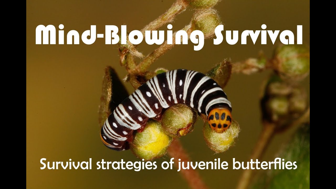 Incredible Butterfly Survival Strategies: From Eggs to Pupa