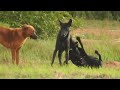 Street Dog Mating in public place | Best mating time for dog and female | #Meeting #dog