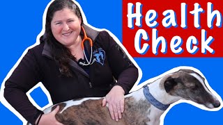 How to do a health check on a retired Greyhound