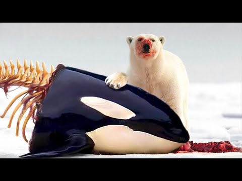 Videó: A jávorszarvast megeszik az orca bálnák?
