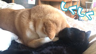 猫の耳舐めを禁止されてスネる柴犬 Sulking dog