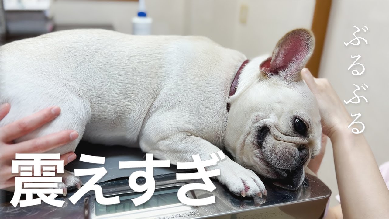 病院 耳掃除をするとなると震えが止まらなくなる犬 フレブル フレンチブルドッグ Youtube