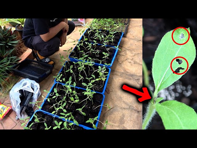 【悲報】ハチの為に育てている苗が虫の被害に合っています…【養蜂#23】