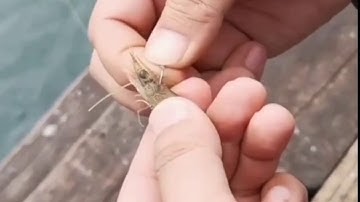 Câu Cá Mú Bằng Mồi Tôm Sống Trên Bãi Dá , rạm | Cực Nhạy - Thiên Nhiên Câu Cá