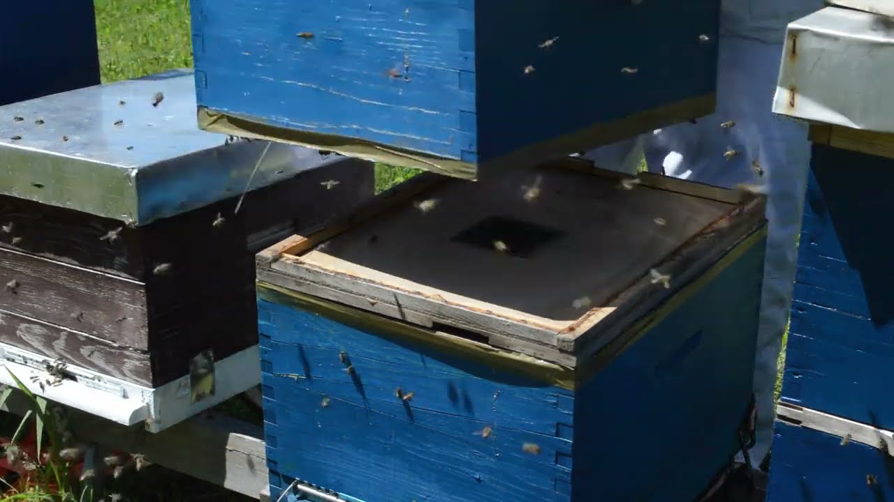 SPREČAVANJE ROJENJA SNELGROVOM DASKOM