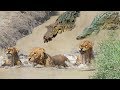 LIVE 🔴 DISCOVERY ANIMAL PLANET |  Two Huge Crocodile Surprise Ambush Lions Pride In Riverside