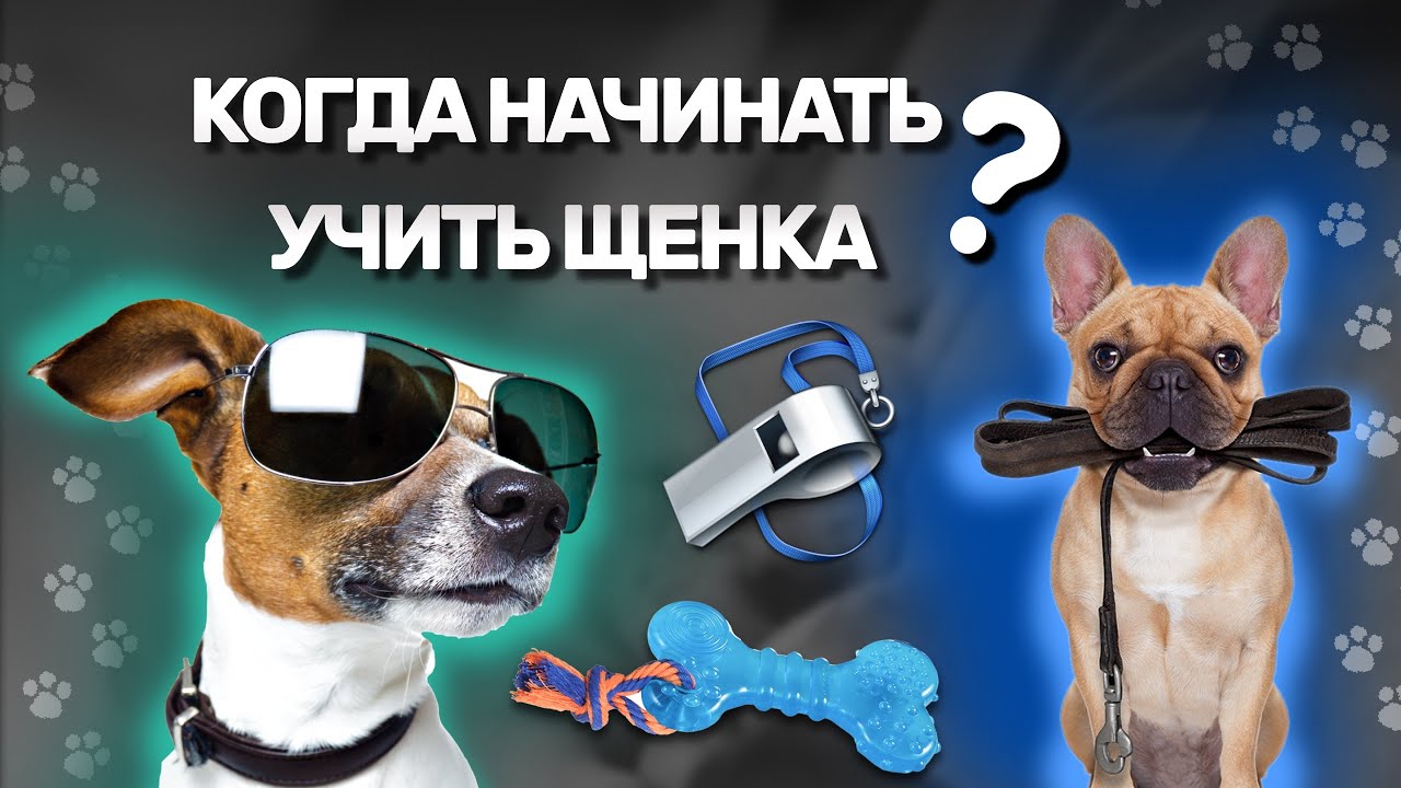 Переваги дресирування собак у ранньому віці