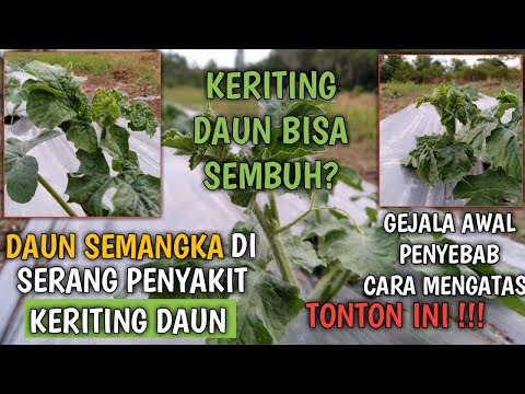 Video: Suhu Tanah Dan Menyiram Tembikai