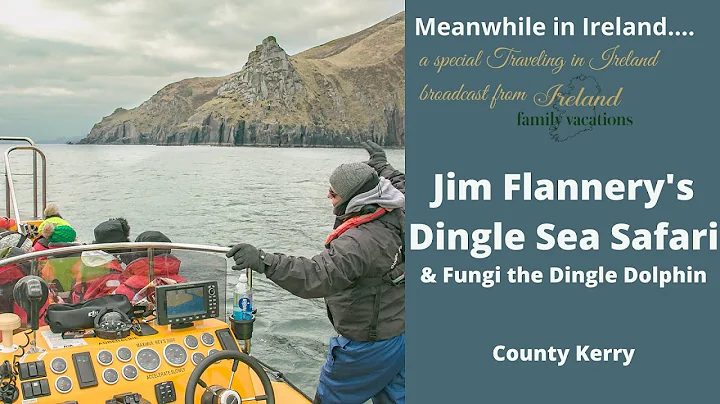 Dingle Sea Safari and Fungi the Dingle Dolphin wit...