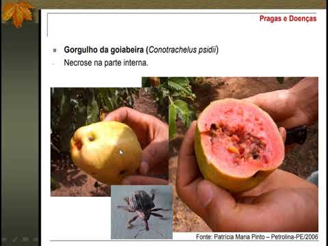 Vídeo: Controle do gorgulho do álamo amarelo - Como reconhecer e tratar os danos causados pelo gorgulho do álamo