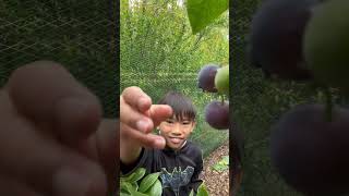 Blueberry Picking with the Kids at Lighthouse Community Garden