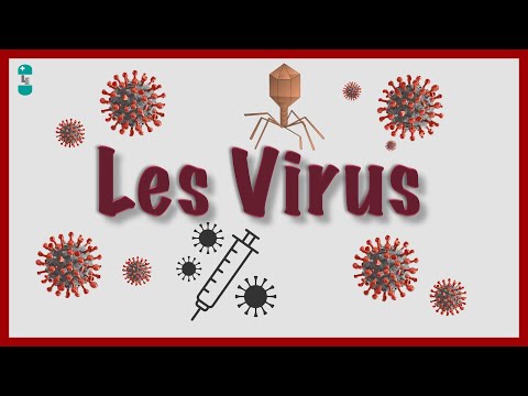 Vidéo: Comment les virus à ADNsb se répliquent-ils ?