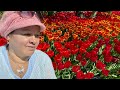 Festival de tulipanes 🍃🌷🍃plantas de bulbos tips de cultivo ||Orquídeas en el mundo #tulipanes