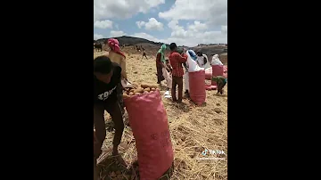 Jaldu Biyya Maanyaan Lafa Keessa Yaa U 