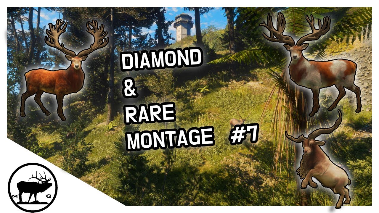 Diamond & Rare Montage #7 | theHunter CotW - YouTube