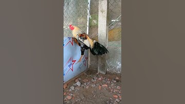 Gà Chuối Đẹp #Shorts