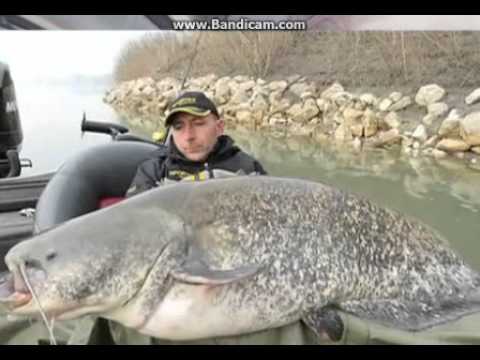 გიგანტური თევზი