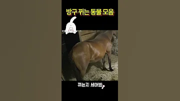 방구 뀌는 동물 모음 동물 방귀동물 귀여운동물 고양이 강아지 쇼츠 Shorts 방구 Fart Funny 