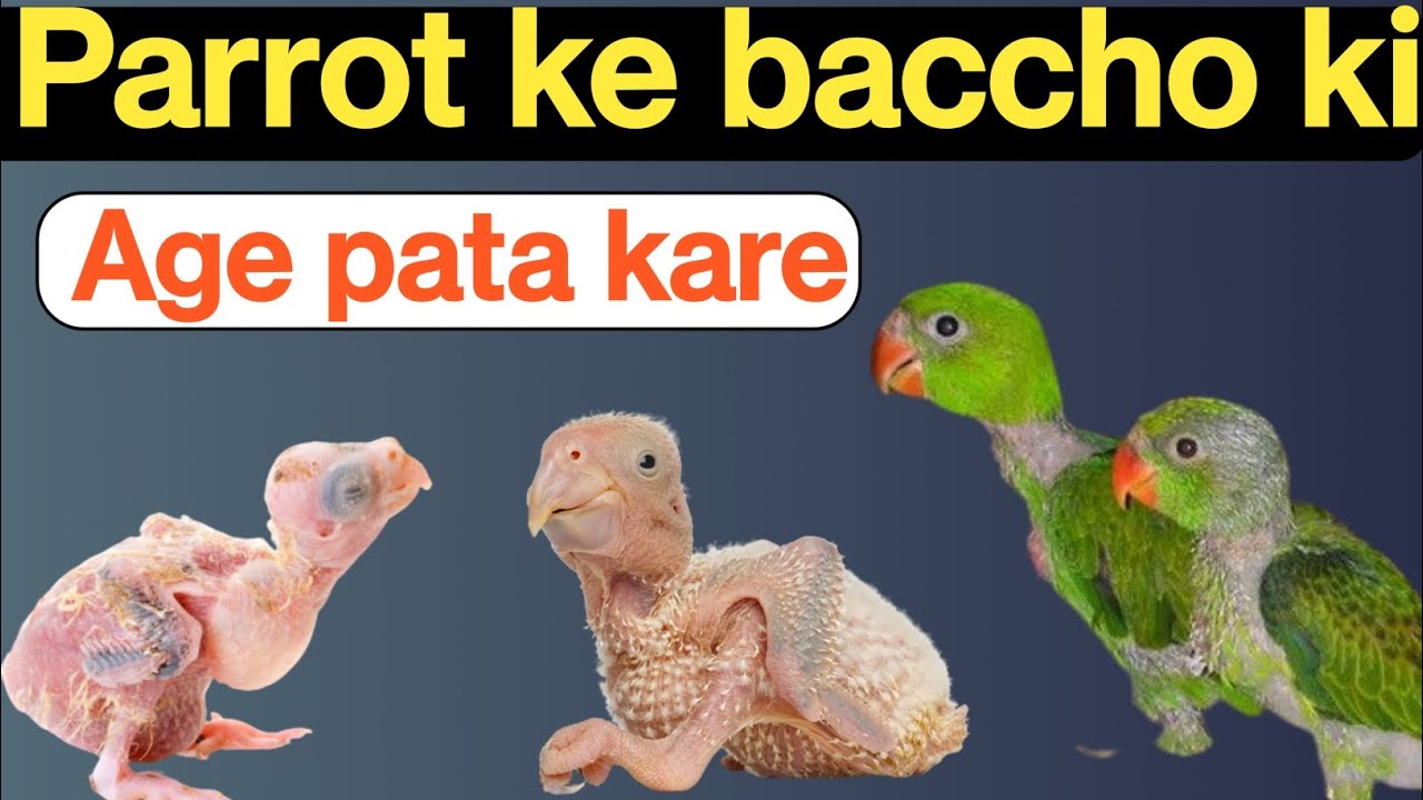 Baby Parrot Kis Age Ka Hai Kaise Pata Kare how To Know Correct Age Of baby-parrot-kis-age-ka-hai-kaise-pata-kare-how-to-know-correct-age-of