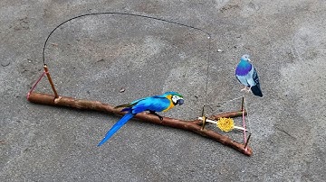 DIY creative best bird trap make from bamboo that works 100% | How to make bird trap | Bird trap |