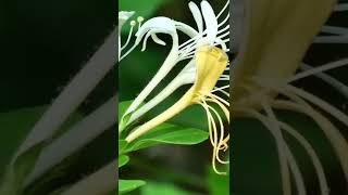 Famous Honeysuckle a medicinal plant￼ Wealth