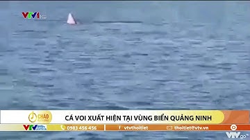 Cá voi xuất hiện tại vùng biển Quảng Ninh | VTVWDB