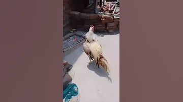 Cheek Aseel Aseelmurga Swataseels Birds Mianwaliaseels 