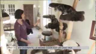 ANIMAUX : En Charente, le Maine Coon est un chat roi