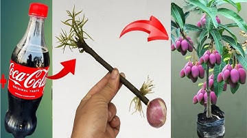 SUPER SPECIAL TECHNIQUE to propagate MANGO using coca~cola and small onions, stimulates fast