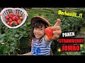 WISATA PETIK STRAWBERRY JUMBO 2021 DI CIWIDEY | REKOMENDASI KEBUN STRAWBERRY TERBAIK DI BANDUNG