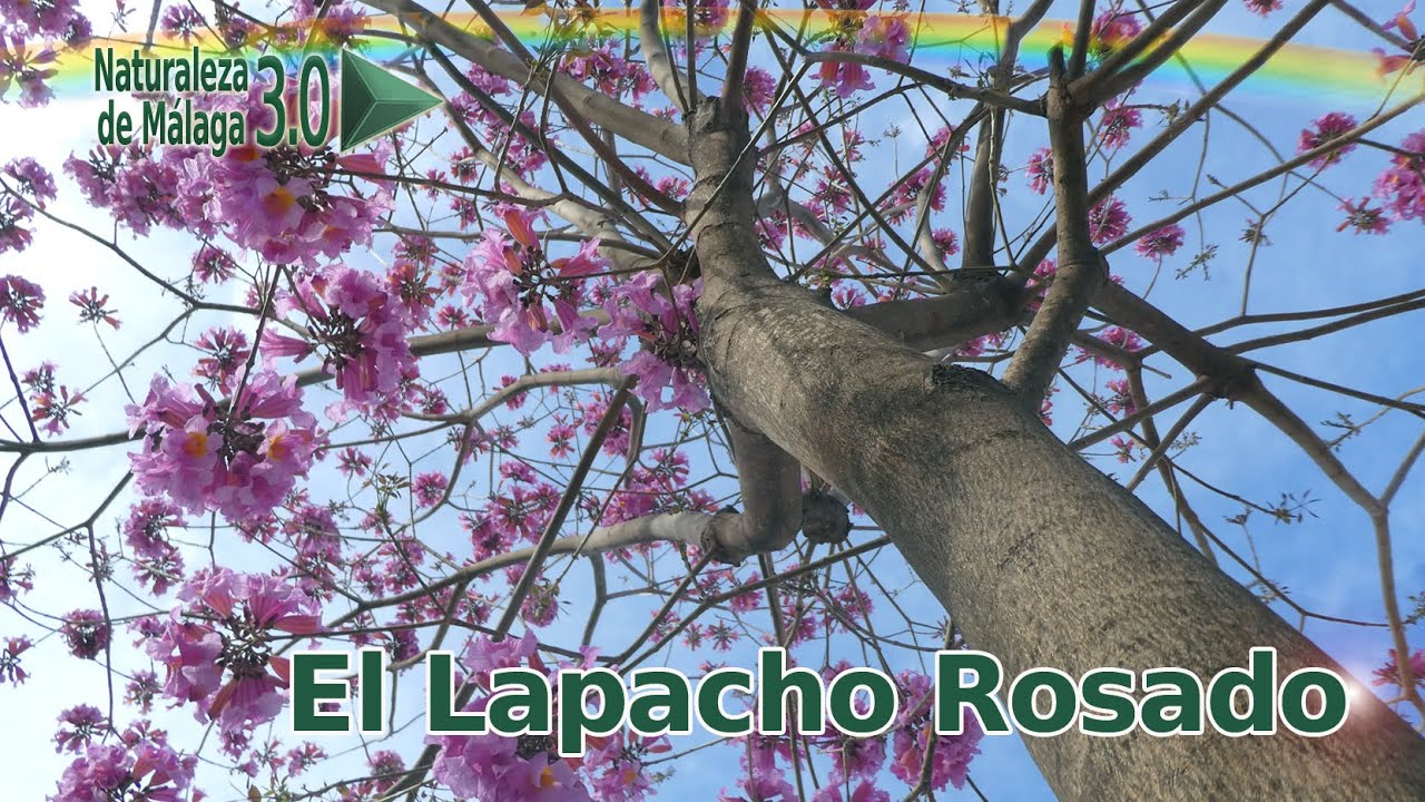 Árboles Ornamentales de Málaga y del Mundo - EL LAPACHO ROSADO