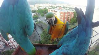 : Pichones Guacamayos azules y amarillos: Espect'aculo de colores en el bebedero... Aves en mi balc'on