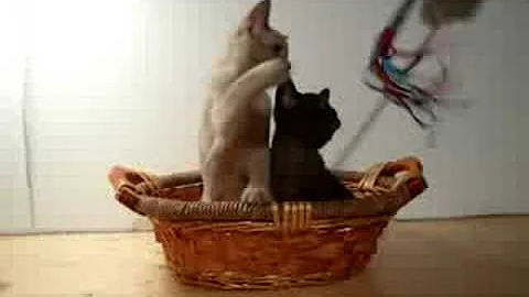 Video 1239781: chocolate burmese, brown burmese