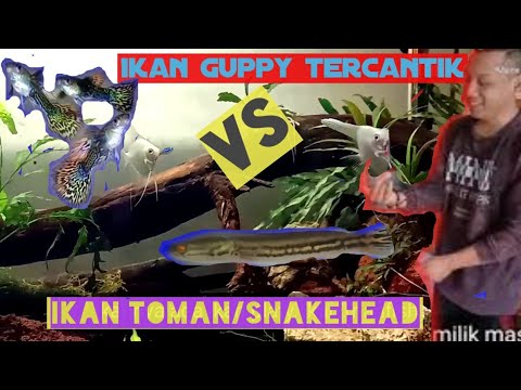 barter-ikan-kecil-dapat-ikan-predator-toman-jumbo-sambil-lihat-aquascape