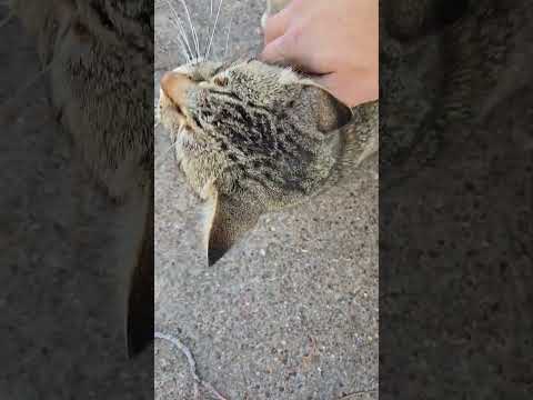 GOOD MORNING FROM TABBY 2-27-26 #cats #catshorts #cat #animalshorts #animals #animal #pets #gatos