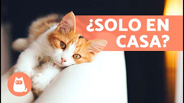 ¿Cuánto tiempo hay que estar en casa con un gatito?