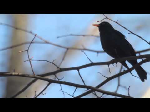 Video: Melnā vārna ir gudrs, atbaidošs putns