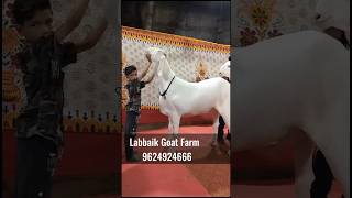 Big Khassi Goats of Labbaik Goat Farm Ahmedabad